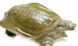 怎样杀甲鱼视频,揭秘高效杀甲鱼技巧